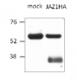JAZ1 | Jasmonate ZIM-domain protein 1 